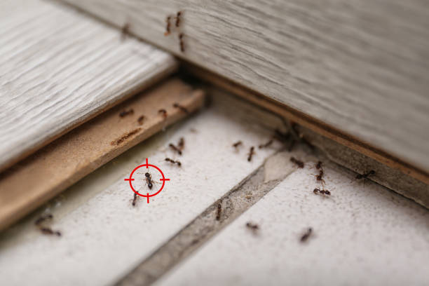 Best Pest Control Treatment  in Brandon, SD