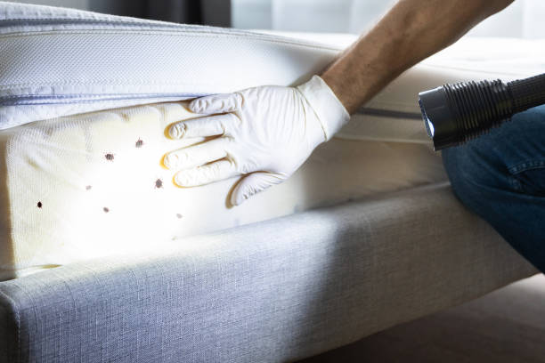 Best Pest Prevention Services  in Brandon, SD
