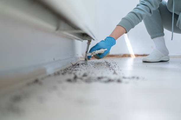 Best Termite Control Services  in Brandon, SD