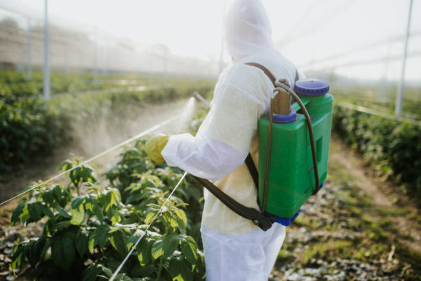 Best Wasp Removal Services  in Brandon, SD
